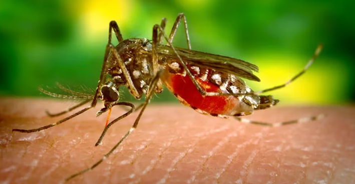 dengue-y-cambio-climatico-se-esperan-olas-de-calor-que-alteran-la-dinamica-del-mosquito-y-suben-el-riesgo-de-contagio